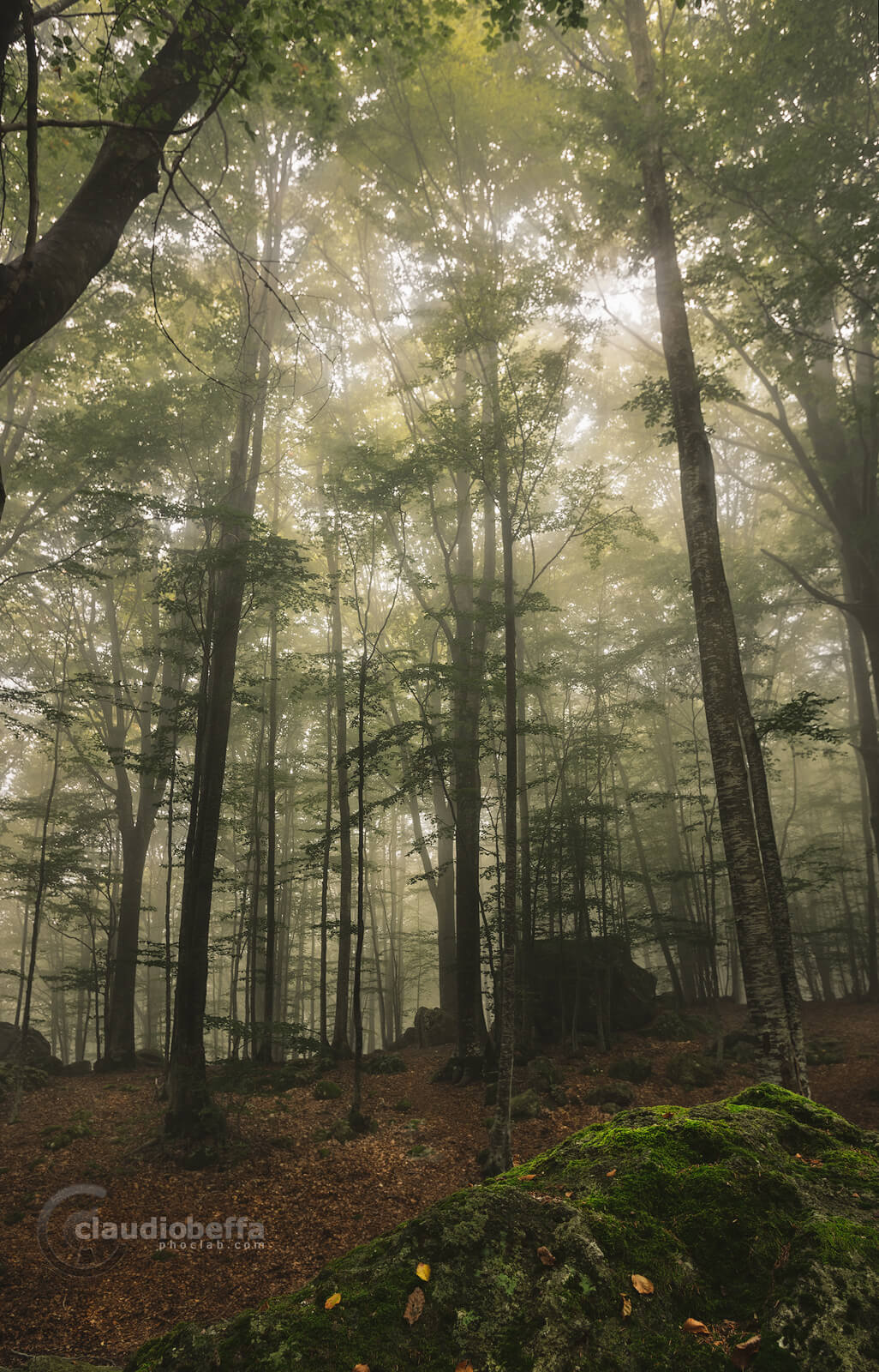 Forest, Mist, Fog, Light, Green, Mout Amiata, Ancient, Italy, Tuscany, Forest of Mount Amiata