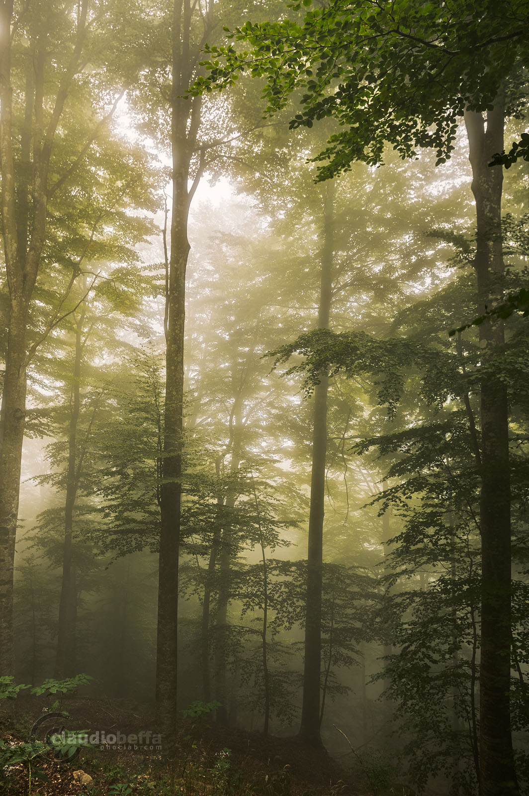 Forest, Mist, Fog, Fairy-tale, Light, Mount Amiata, Italy, Tuscany, Forest of Mount Amiata