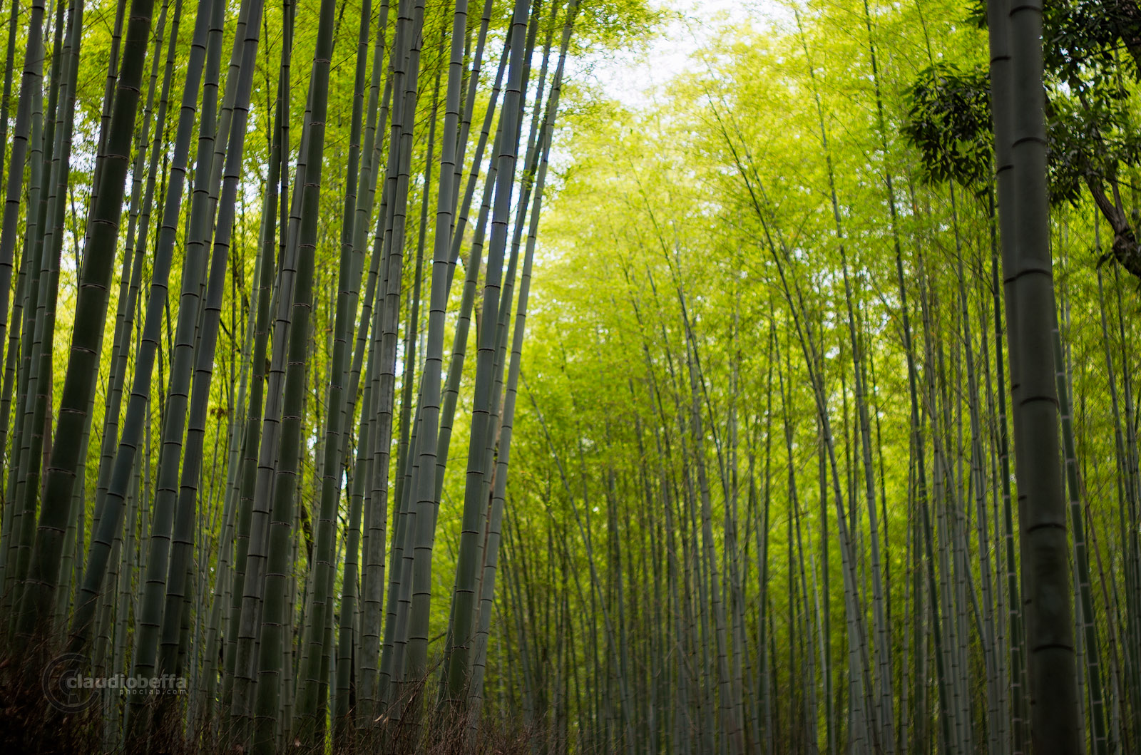 Sagano bamboo