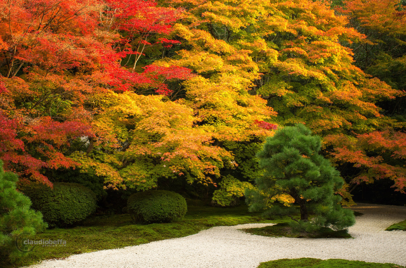 Kyoto Autumn Red Momiji Garden Japan