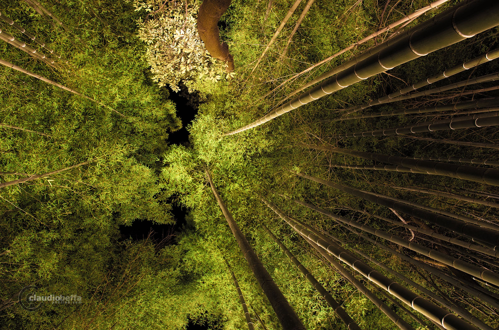 Kyoto Arashiyama Bamboo Forest Grove Green Creature Eyes