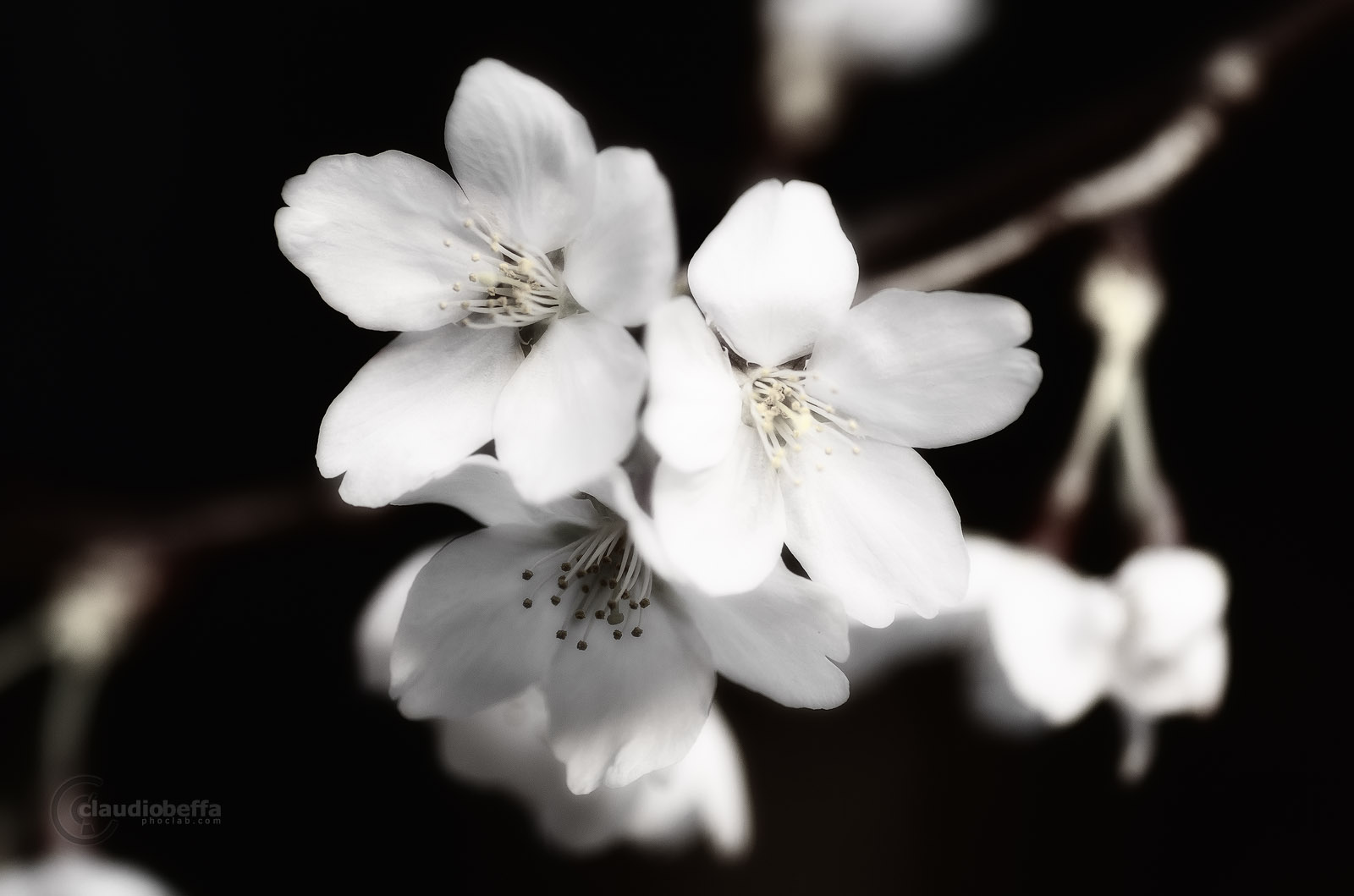 Cherry, Blossom, Sakura, Flower, Spring, Beauty, Fragility, Life, Brevity, Japan, Pentax