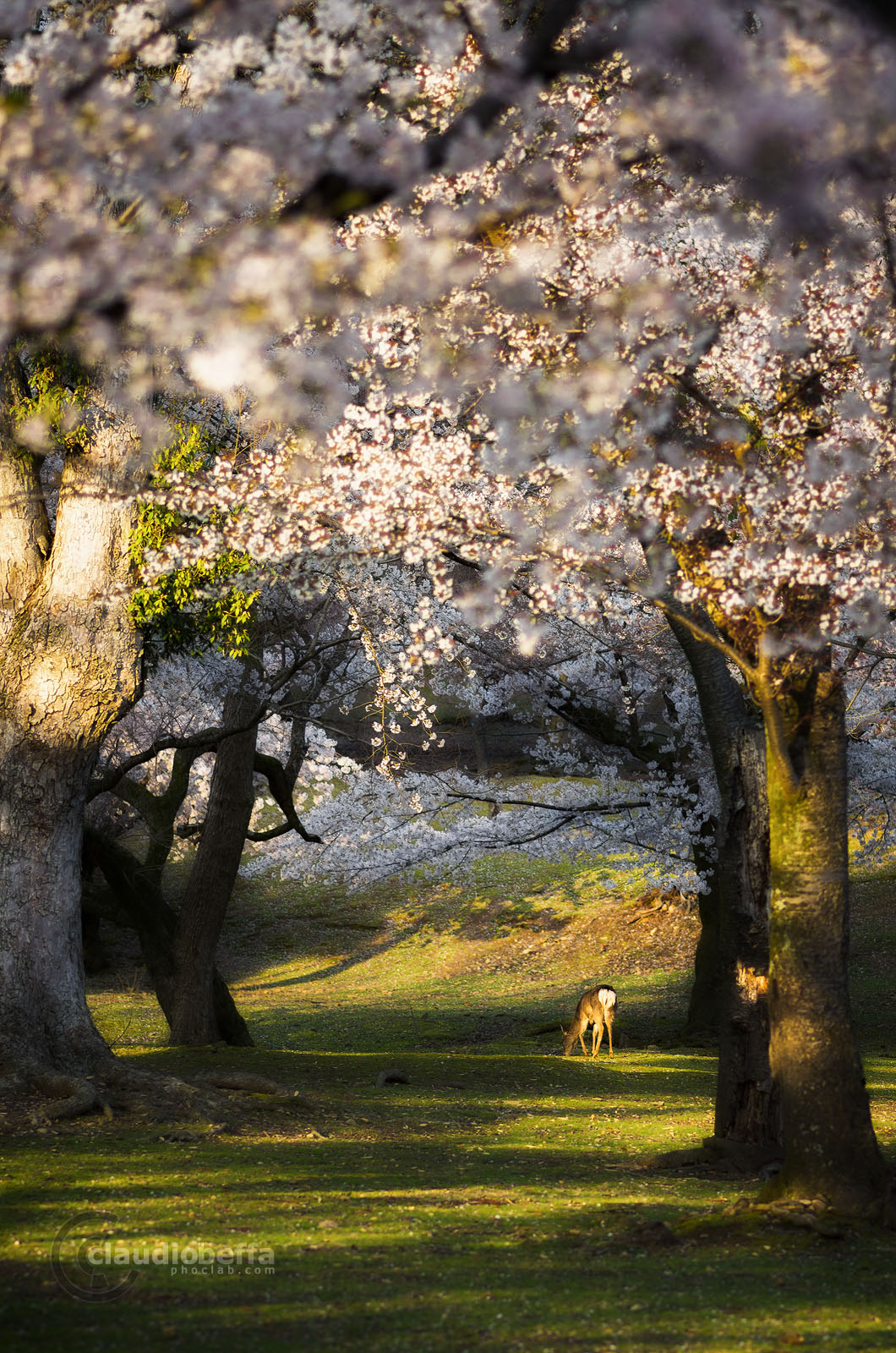 Japan, Spring, Magic, Forest, Cherry, Sakura, Blossom, Tree, Light, Deer, Nature, Spring, Pentax