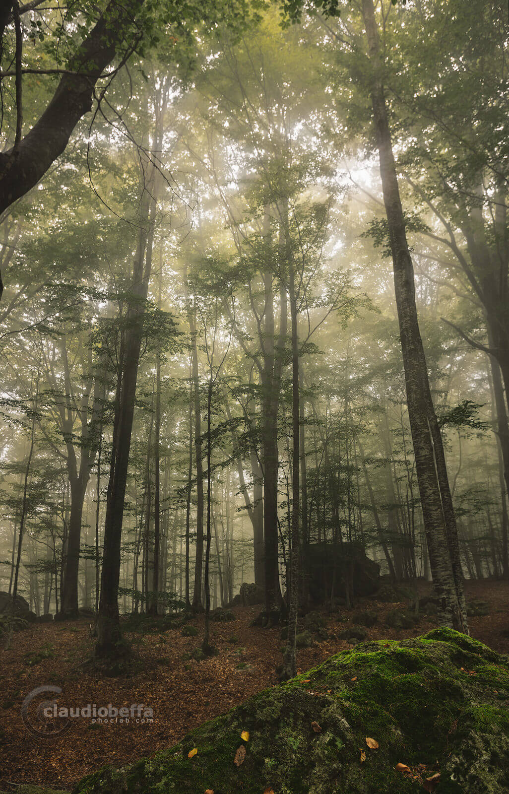 Realm, Forest, Mist, Fog, Light, Green, Mout Amiata, Ancient, Italy, Tuscany