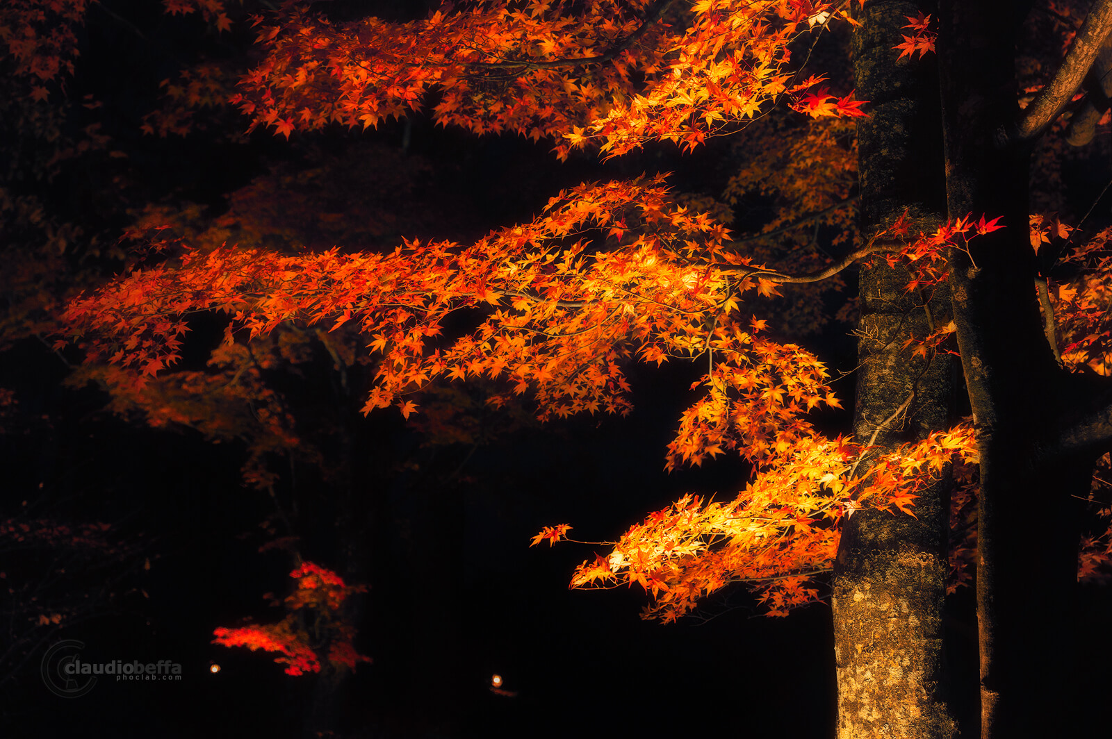 Mount Fuji, Fuji, autumn, fall, Momiji grove, red, leaves, trees, grove, light, darkness, travel, photography, phoclab